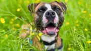 Rosie the Boxer Cross Awaits Forever Home After 775 Days at Dogs Trust Manchester