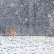Six English Counties Set to Dodge Major Snow Bomb This Month