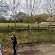 Solihull Farm Gains Approval for New Dog Walking Field to Meet Local Demand