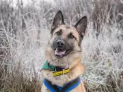 Ten Loving Dogs in the West Midlands Urgently Seek Forever Homes