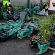 Three Men Arrested in Birmingham After Police Find Van Packed with Cannabis Plants