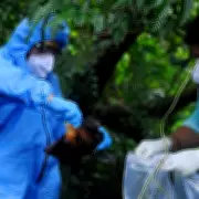 UKHSA Issues Nipah Virus Travel Alert for South and South-East Asia