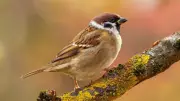 Volunteers Build 100+ Nesting Boxes to Aid Critically Endangered Tree Sparrows