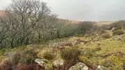 Volunteers Plant 800 Trees to Expand Dartmoor's Rare Temperate Rainforest