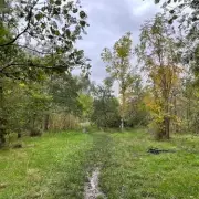 Walsall Council Approves £1M Spend and 125-Year Lease for New Free School on Woodland Site