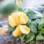 Winter Pruning Guide: Electric Tools Transform Garden Preparation for Spring