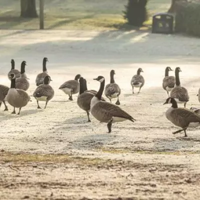 Birmingham Braces for Light Snowfall This Week as Temperatures Plunge
