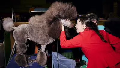 Birmingham's Top Dog Event Showcases City's Weirdest and Cutest Canine Competition