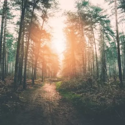 Eagle Owl Spotted in Wolverhampton: Apex Predator 'Shouldn't Be in UK'