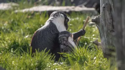 Endangered Monkey Gives Birth After Pioneering Surgery Saves Her Foot