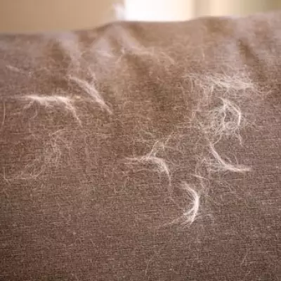 Fabric Softener Hack Removes Cat Hair from Clothes Instantly