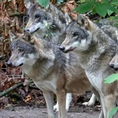 Kent Wildlife Park Forced to Euthanise Entire Wolf Pack After Injuries and Breakdown