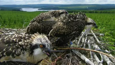 Osprey Watch Returns to Kielder for 2026 Season, Offering Birdwatching Sessions
