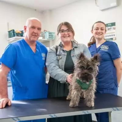 Puppy's Sock Snack Sparks Emergency Vet Visit in Staffordshire