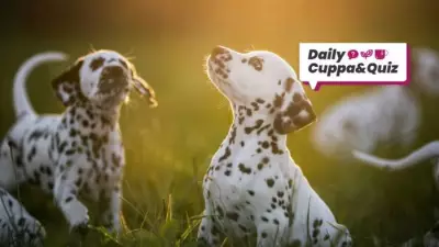 René Descartes' Birthday and Daily Trivia Quiz Answers Revealed