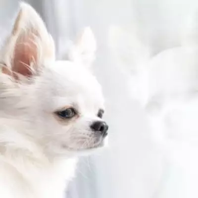 UK Could Ban 67 Dog Breeds Under New Health Legislation