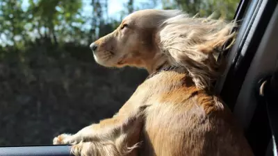 UK Driving Myths Debunked: From Flip-Flops to Flashing Lights