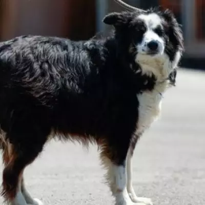 UK Government Considers Ban on 67 Dog Breeds Including Border Collies and Staffies