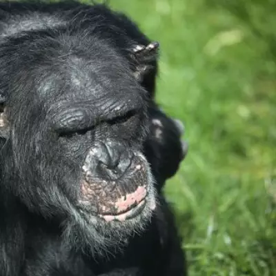 Welsh Mountain Zoo Issues Warning After Chimpanzee Stillbirth