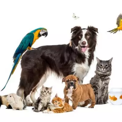 West Midlands Police Records Over 500 Pet Thefts in Five-Year Period