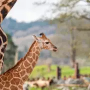Baby Giraffes Take First Outdoor Steps at West Midlands Safari Park