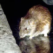 Birmingham Rats Grow to Rabbit-Size Amid Ongoing Bin Strike Crisis