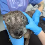 Black Country Couple Banned from Keeping Animals After Dogs Suffer Untreated