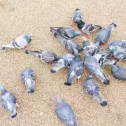 Brent Council Threatens 5-Year Prison Sentence for Bird Feeding in Parks