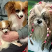 Crufts 2026 Showcases Young Kennel Club Talent at World's Biggest Dog Show