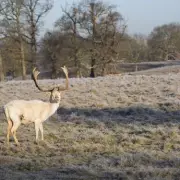 Free Entry to Stunning National Trust Deer Park Near Birmingham This Weekend