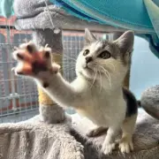 Kitten 'Forrest Gump' Rescued from Illegal Glue Trap in Birmingham Flytipping