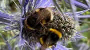 Manchester Gardens Buzzing with Early Spring Bumblebees and Pollinators