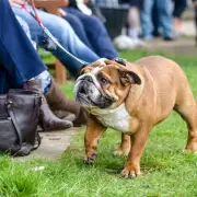 Midlands Rugby Club Issues Hospital Warning After Player Infected by Dog Waste