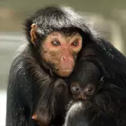 New Primate Pet Licence Rules Start in April with Fines Up to £478