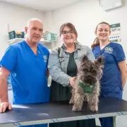 Puppy's Sock Snack Sparks Emergency Vet Visit in Staffordshire