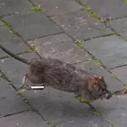 Rat Complaints Surge 16% in West Midlands Amid Ongoing Bin Strike