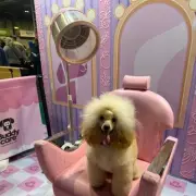 Toy Poodle's Ear Catches Fire Days Before Crufts Competition in Birmingham