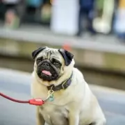 UK Considers Ban on Breeding 67 Dog Breeds with Health Issues