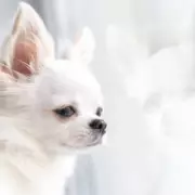 UK Could Ban 67 Dog Breeds Under New Health Legislation