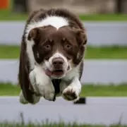 UK Dog Owners Face Potential Ban on Three Collie Types Under New Health Checklist