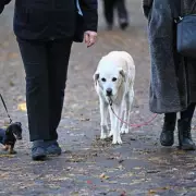 UK Dog Owners Risk EU Entry by Ignoring Post-Brexit Pet Travel Rules