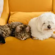 UK Pet Owners to Benefit from New £21 Prescription Cap from September 2026