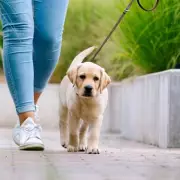 Vet Reveals 5 Dog Breeds He Would Never Own - Family Favorites Included