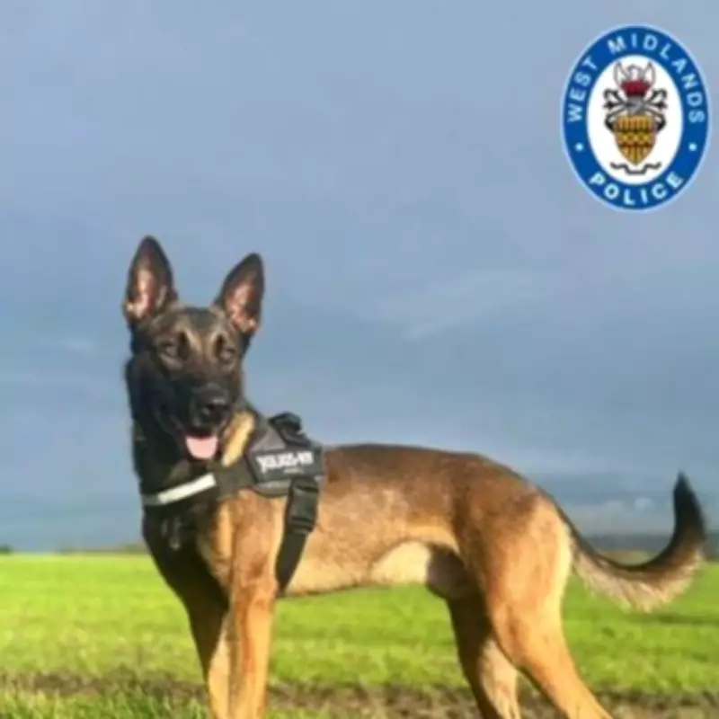 Police Dog Tower Finds Domestic Abuse Suspect Hiding in Kingstanding Garden