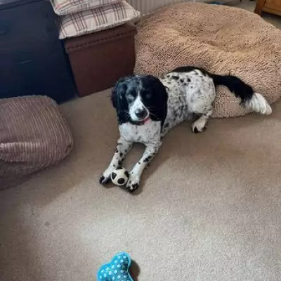 Anglesey Dog Owner Warns of Adder Danger After Beloved Pet Dies