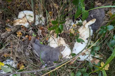 Birmingham Couple Banned for Life After Dumping 90 Rabbits