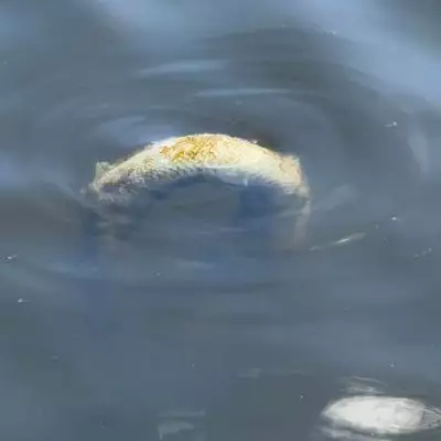 Dead Python Found in Solihull's Babbs Mill Lake by Father and Son