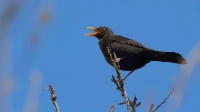 Experience the Magical Dawn Chorus with Lincolnshire Wildlife Trust