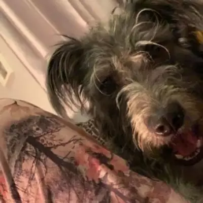 Family Lurcher Dog Kills Teen Owner in Essex, Prompting UK-Wide Warning