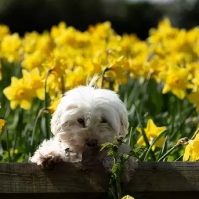 Gardeners Urged to Deadhead Daffodils Now for a Spectacular Spring Display Next Year